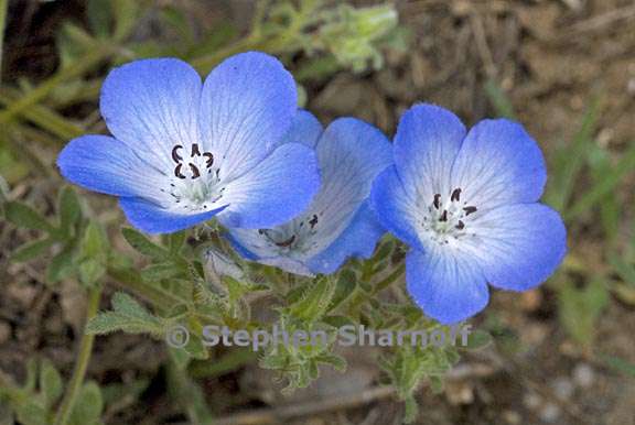 nemophila menziesii var menziesii 6 graphic